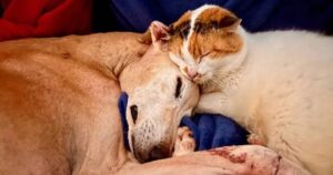 Volano sul ponte dell’arcobaleno insieme: cane e gatta restano abbracciati fino all’ultimo respiro