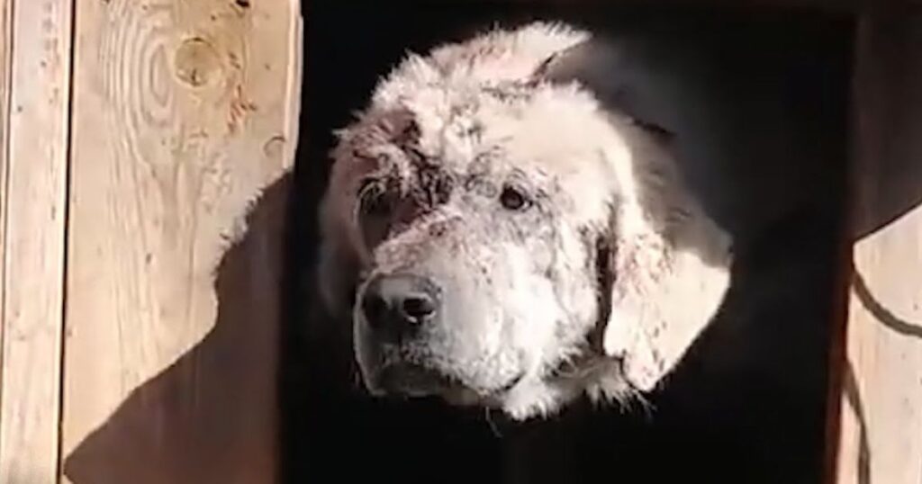 Bo, un cagnolino che meritava una famiglia