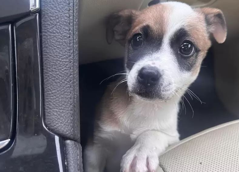 Abbandonata tra le sterpaglie, la cagnolina