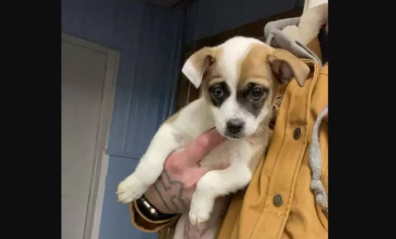 Abbandonata tra le sterpaglie, la cagnolina ladybird