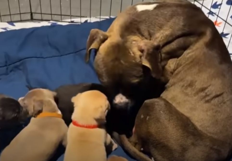 Mamma cagnolina con i cuccioli