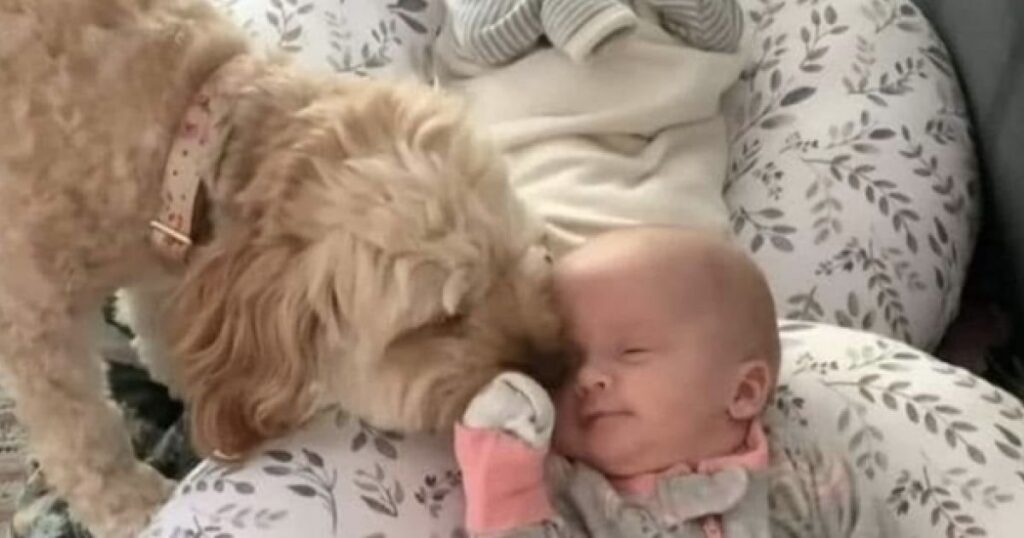 Cagnolina veglia su tre gemelli