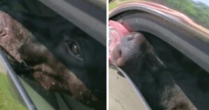 Era rinchiuso dentro l’auto sotto il sole, il cagnolino avevo solo uno spiraglio per l’aria