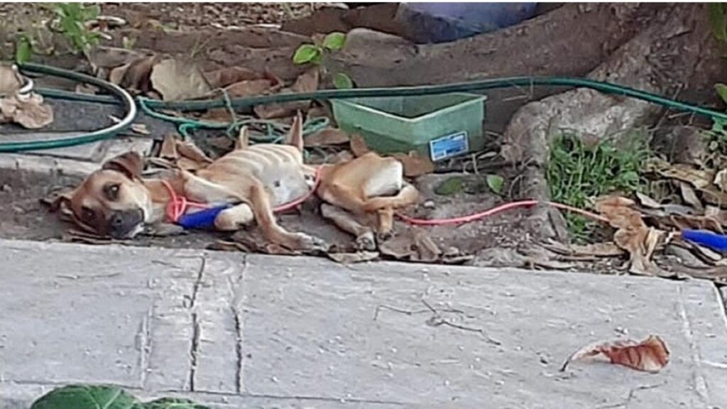 Eva, la cagnolina paralizzata 