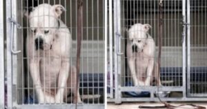 Un povero cane triste passa la sua vita in canile aspettando che qualcuno lo adotti