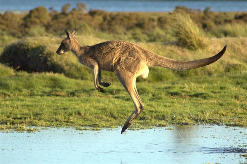 Canguro in Australia