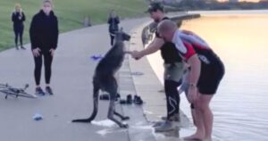 Canguro in Australia viene salvato da alcuni coraggiosi cittadini, poi la “stretta di mano”