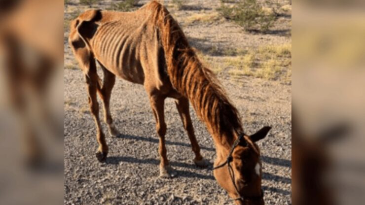 Cavallo salvato dalla sete e dalla fame