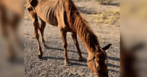 Cavallo salvato dalla sete e dalla fame, l’incontro inaspettato nel deserto