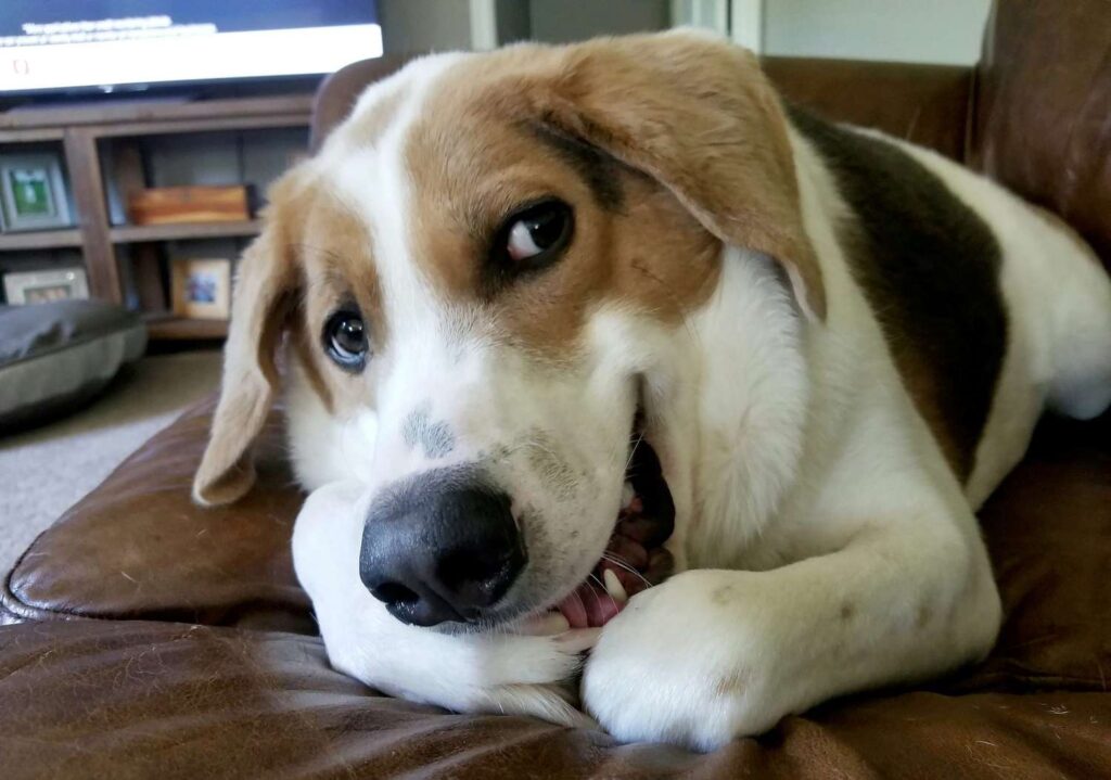 questo cagnolino è cresciuto praticamente "senza collo"