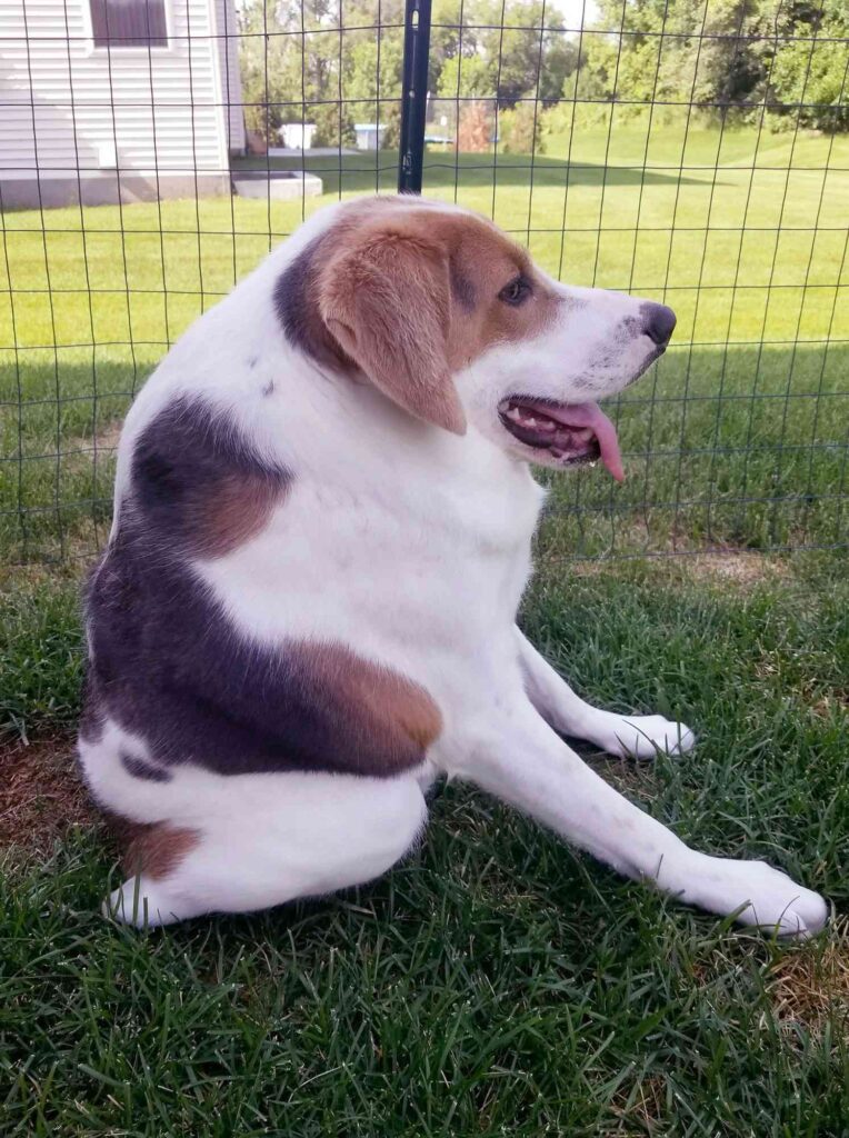 questo cagnolino è cresciuto praticamente "senza collo"