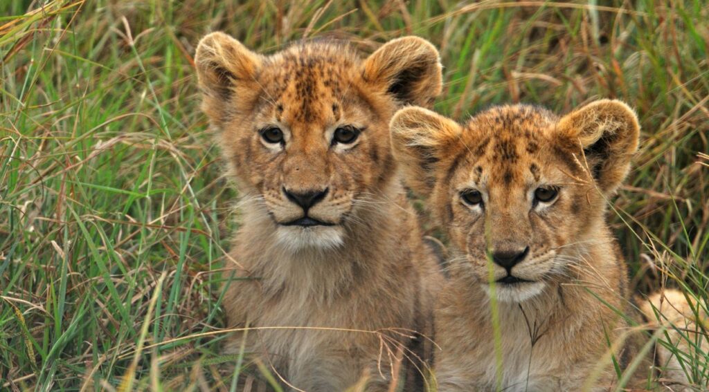 una leonessa si prende cura dei suoi cuccioli