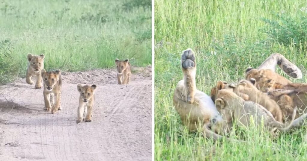 una leonessa si prende cura dei suoi cuccioli