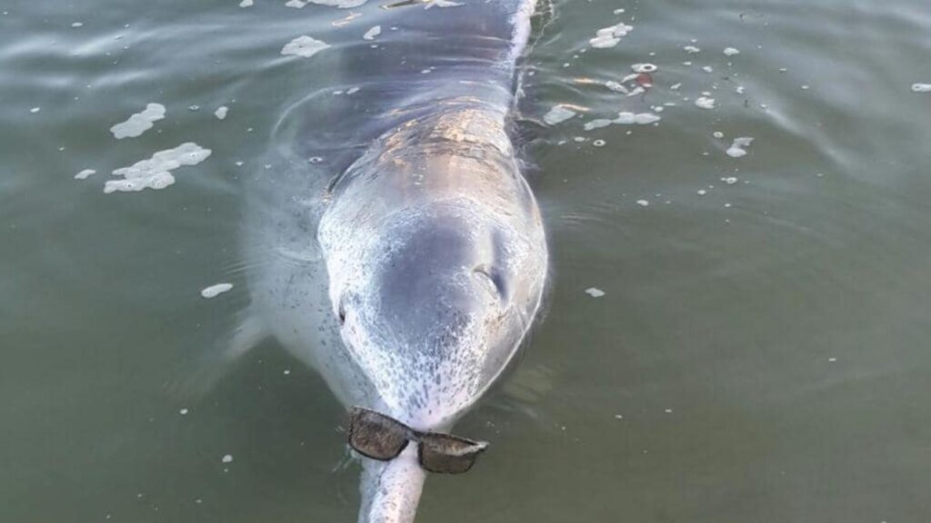 Mystique, il delfino megattera che baratta dei "doni"