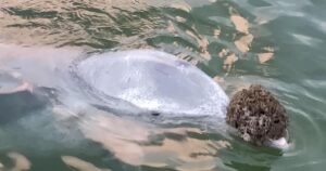 Mystique, il delfino che baratta dei “doni” per un po’ di affetto (VIDEO)