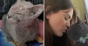 Gatto abbandonato dai suoi proprietari trova conforto tra le braccia della sua nuova mamma