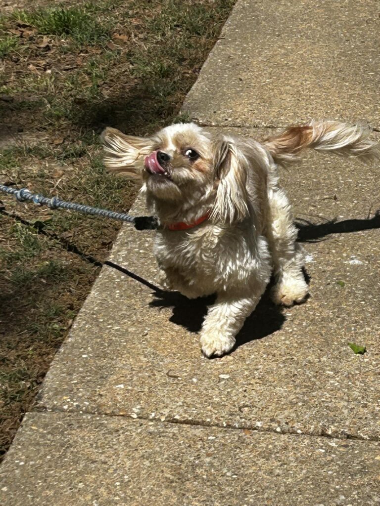 Cagnolina rifiutata perché deforme