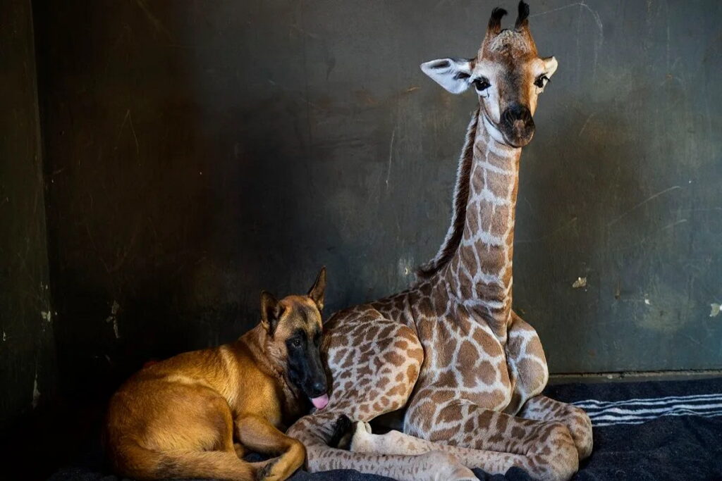 pastore belga ha davvero "preso in consegna" un cucciolo di giraffa