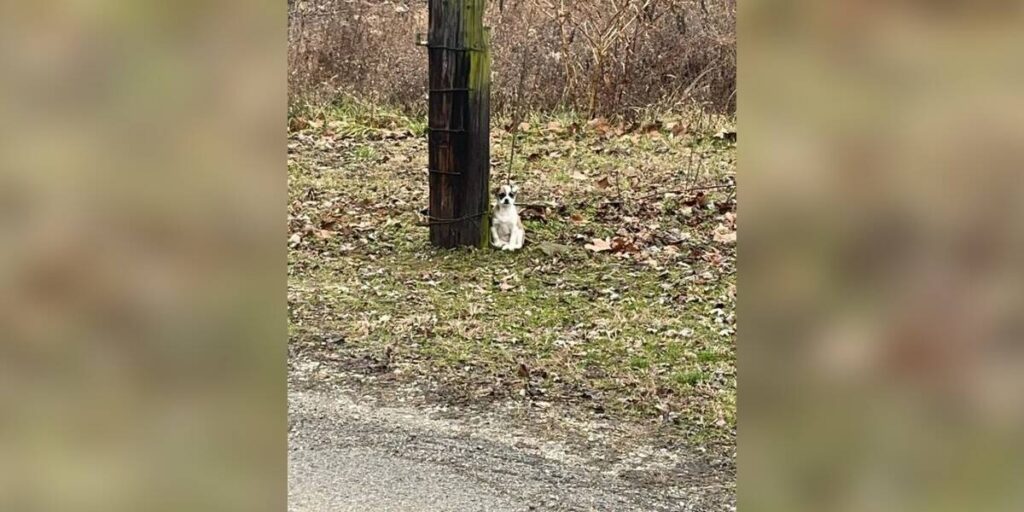 Abbandonata tra le sterpaglie, la cagnolina