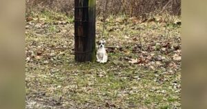 Abbandonata tra le sterpaglie, la cagnolina non avrebbe avuto altre possibilità