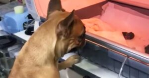 Mamma cagnolina non si allontana dai suoi cuccioli nati prematuri nell’incubatrice (VIDEO)