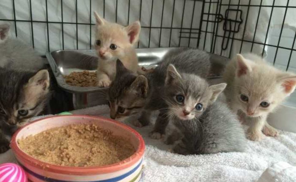 L'amore di una mamma gatta salva cinque cuccioli