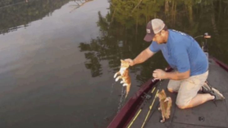 un sorprendente salvataggio di gattini