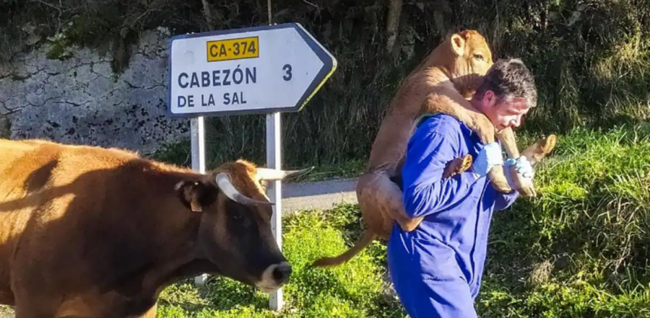 Vitello aggrappato sulle spalle dell'allevatore