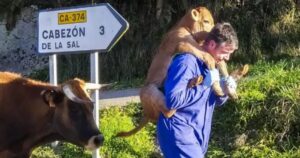 Vitello aggrappato sulle spalle dell’allevatore, una foto di puro amore (VIDEO)