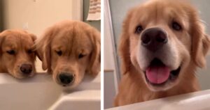 Il padrone si fa un bagno rilassante, ma i due cuccioli di Golden Retriever non lo lasciano solo un attimo e gli portano tanti regalini (VIDEO)