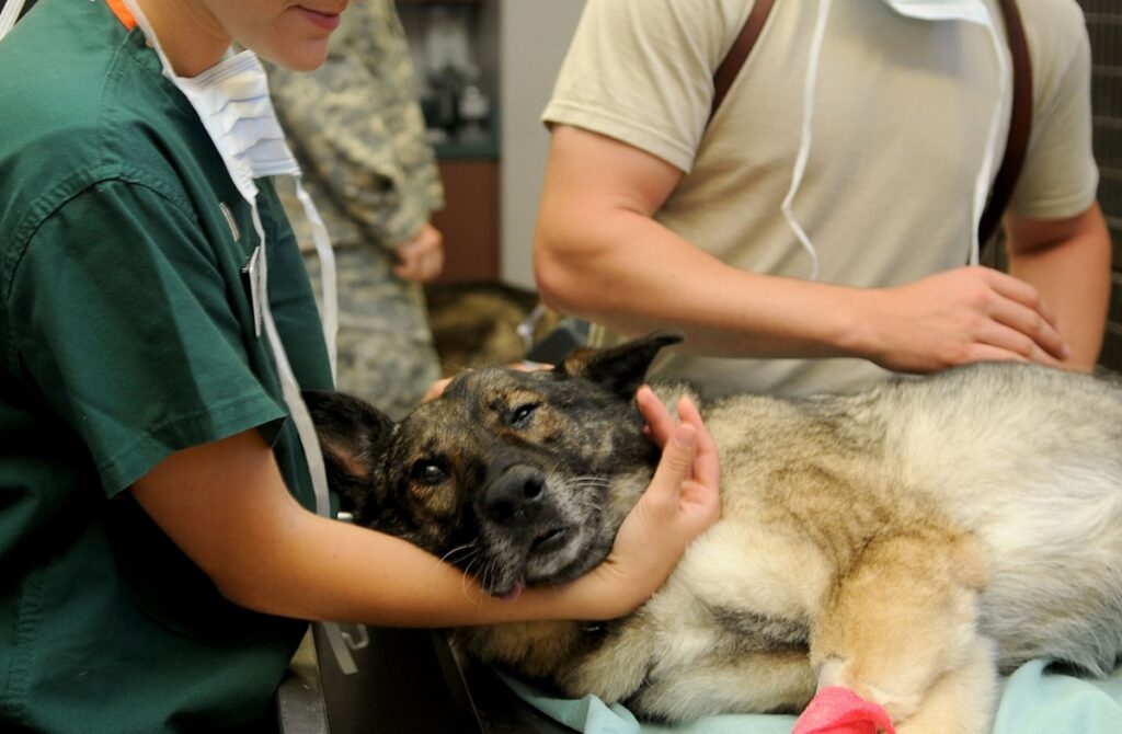 veterinario