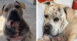 La storia di Mr. Magoo, il cane con una imperfezione al volto che non trovava una casa