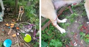 Sentivano abbaiare di continuo un cane ma nessuno lo trovava: se non l’avessero salvato in tempo non ce l’avrebbe fatta (VIDEO)