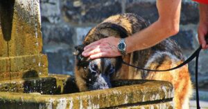 8 comuni errori che commettono i proprietari di cani quando arriva il caldo