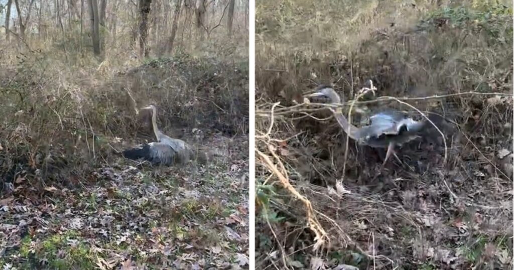 Escursionista sente i versi di un animale e scopre che era rimasto impigliato tra le viti (VIDEO)