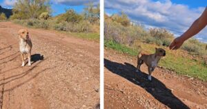 Tre amiche trovano un cane abbandonato nel deserto e lo salvano (VIDEO)