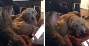 Il Labrador cerca le attenzioni della sua padrona in maniera adorabile (VIDEO)