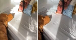 Golden Retriever rimane a guardare un cuscino con la foto dei sui padroni (VIDEO)