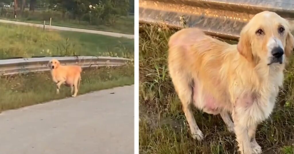 Golden Retriever abbandonato trasformazione