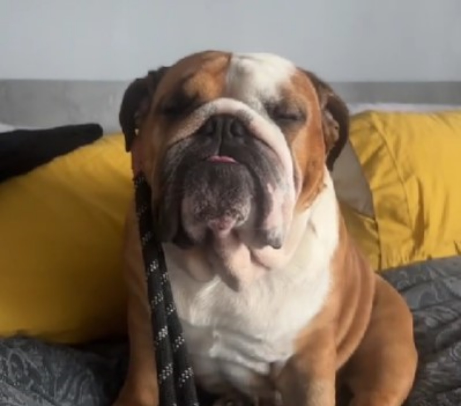 Bulldog Inglese vuole evitare la passeggiata