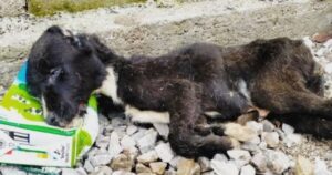 Questo cucciolo era al limite della sopravvivenza, poi il soccorso che ha cambiato tutto (VIDEO)