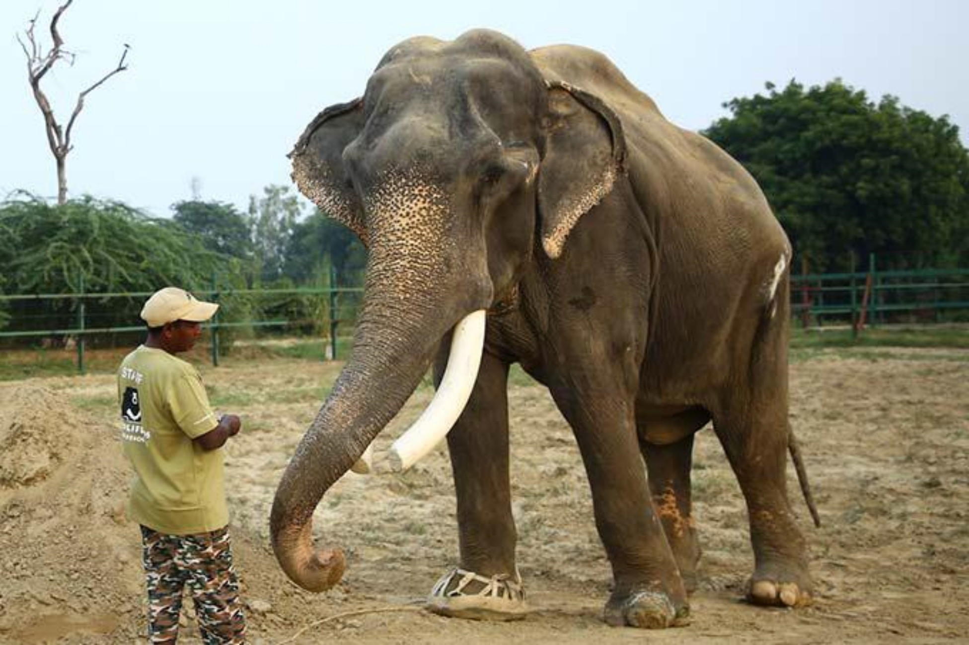 elefante liberato dalle catene