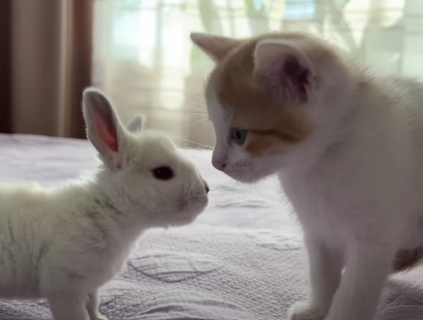 primo incontro coniglietto e gattino