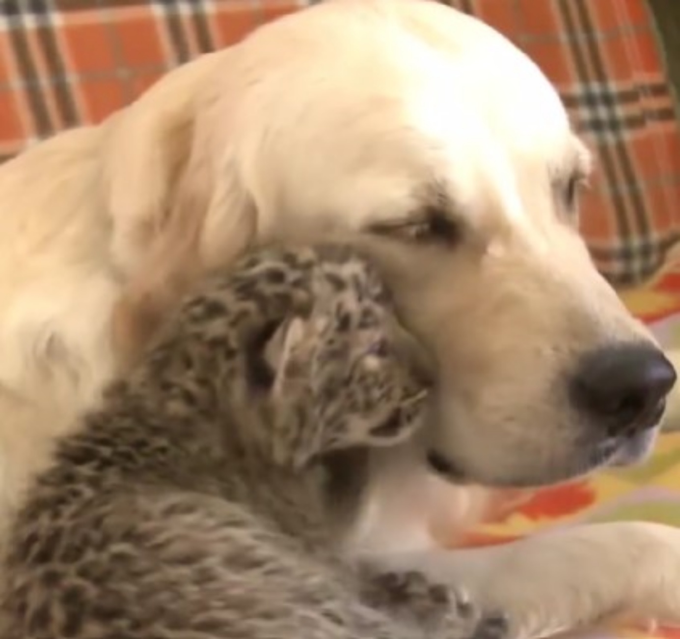 Golden Retriever con leopardo