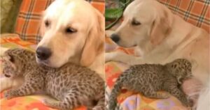 Golden Retriever adotta il cucciolo di leopardo rifiutato dalla mamma (VIDEO)
