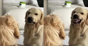 Golden Retriever ricrea allo specchio la famosa scena di Robert De Niro (VIDEO)