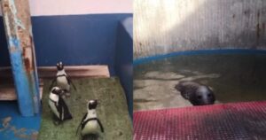 L’ex lavoratore di un parco acquatico mostra le condizioni terribili in cui sono tenuti gli animali (VIDEO)