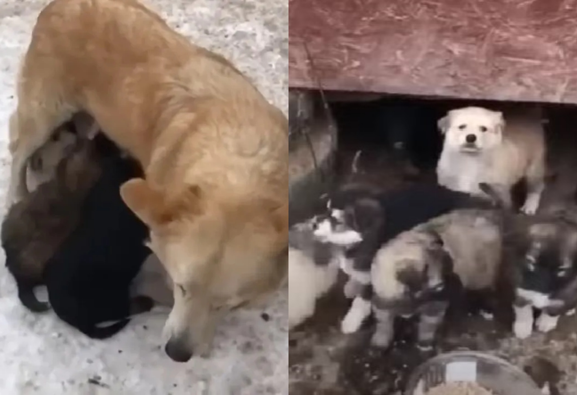 mamma cane con cuccioli