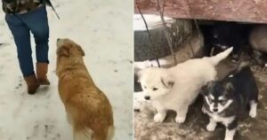 Mamma cane implora gli sconosciuti di salvare i suoi cuccioli dal gelo (VIDEO)