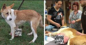 Cane con un enorme tumore viene abbandonato dal suo padrone: aveva chiesto per lui l’eutanasia